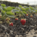 d&eacute;couvrez l'exploration en normandie &agrave; travers la culture traditionnelle des fraises en pleine terre, entre histoire, saveurs et savoir-faire local.