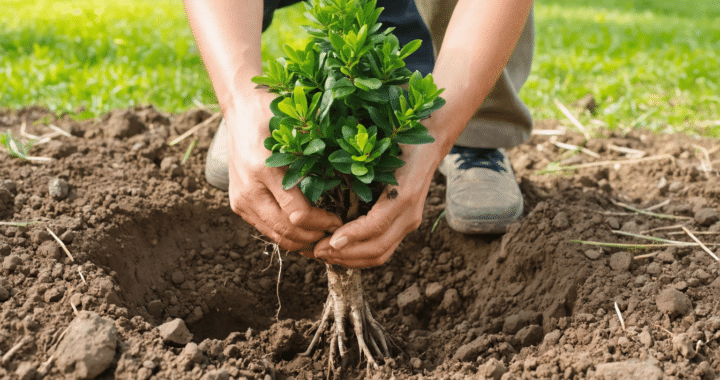d&eacute;couvrez nos conseils pratiques pour la plantation et l'entretien du laurier rose, un arbuste m&eacute;diterran&eacute;en id&eacute;al pour embellir votre jardin toute l'ann&eacute;e.