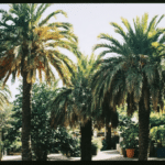 d&eacute;couvrez les diff&eacute;rentes vari&eacute;t&eacute;s de palmiers adapt&eacute;es &agrave; votre climat et apprenez comment entretenir ces arbres embl&eacute;matiques de la famille des arecaceae pour un jardin exotique r&eacute;ussi.