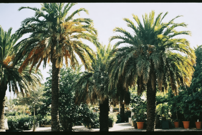 d&eacute;couvrez les diff&eacute;rentes vari&eacute;t&eacute;s de palmiers adapt&eacute;es &agrave; votre climat et apprenez comment entretenir ces arbres embl&eacute;matiques de la famille des arecaceae pour un jardin exotique r&eacute;ussi.