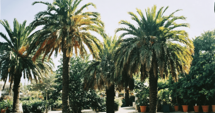 d&eacute;couvrez les diff&eacute;rentes vari&eacute;t&eacute;s de palmiers adapt&eacute;es &agrave; votre climat et apprenez comment entretenir ces arbres embl&eacute;matiques de la famille des arecaceae pour un jardin exotique r&eacute;ussi.