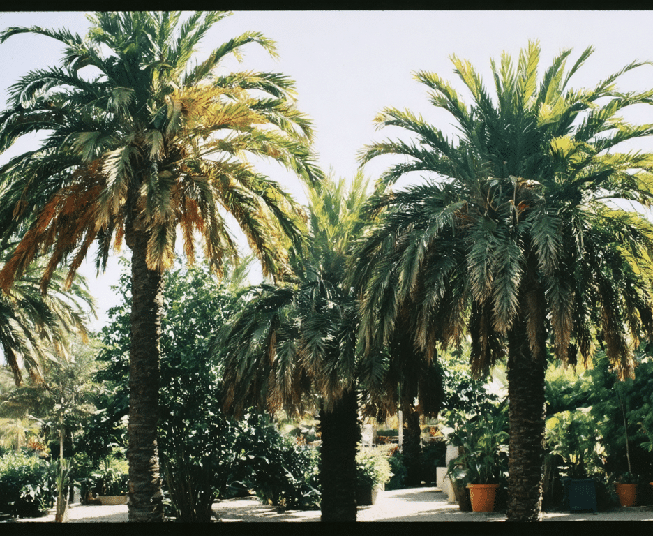 d&eacute;couvrez les diff&eacute;rentes vari&eacute;t&eacute;s de palmiers adapt&eacute;es &agrave; votre climat et apprenez comment entretenir ces arbres embl&eacute;matiques de la famille des arecaceae pour un jardin exotique r&eacute;ussi.