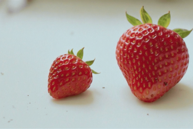 d&eacute;couvrez comment la taille des fraises influence leur saveur pour choisir entre petites ou grosses fraises et savourer pleinement leur go&ucirc;t.