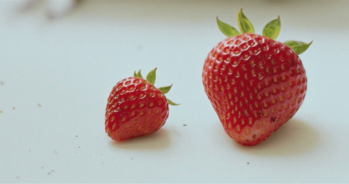 d&eacute;couvrez comment la taille des fraises influence leur saveur pour choisir entre petites ou grosses fraises et savourer pleinement leur go&ucirc;t.