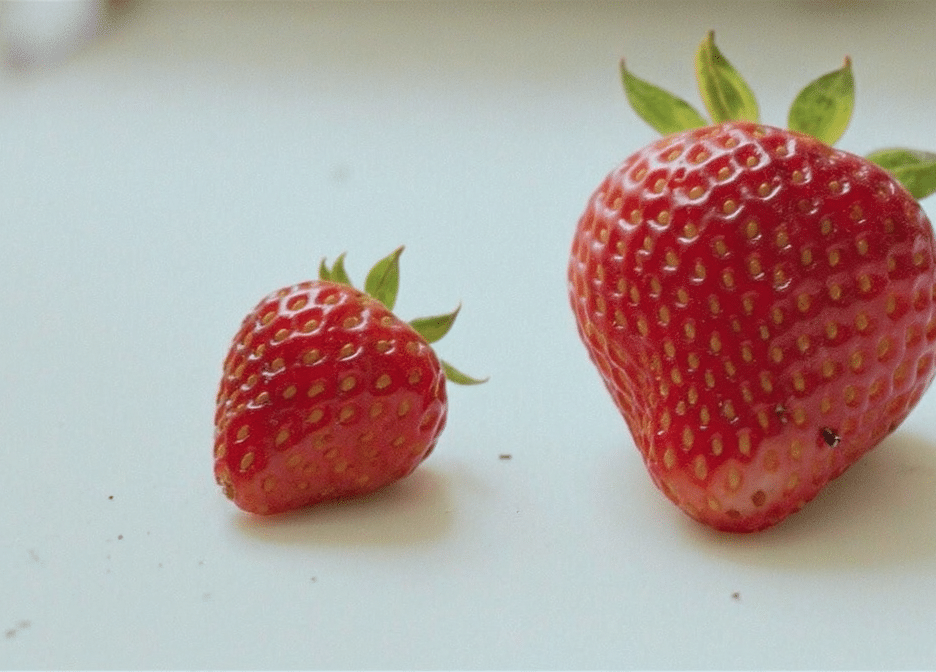 d&eacute;couvrez comment la taille des fraises influence leur saveur pour choisir entre petites ou grosses fraises et savourer pleinement leur go&ucirc;t.