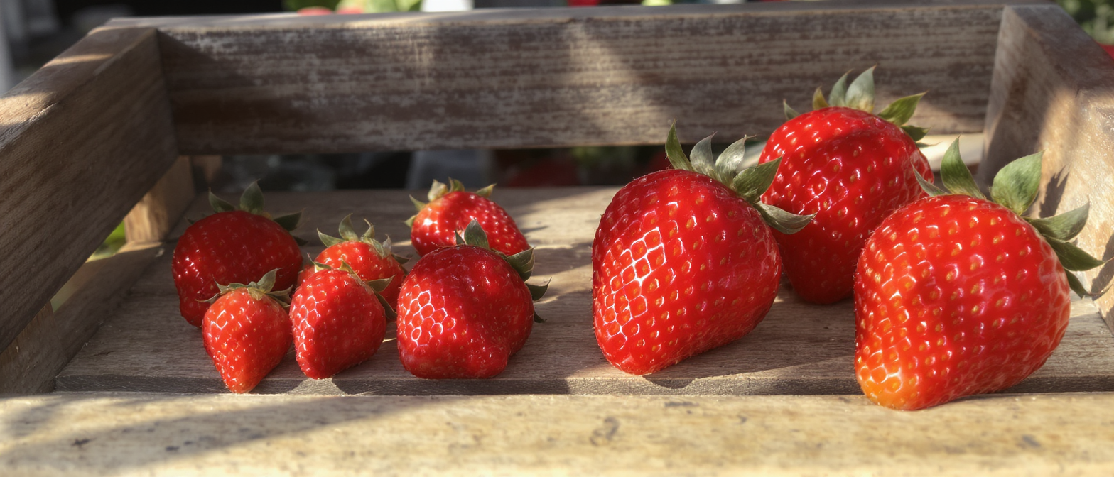 découvrez si les fraises petites ou grosses offrent la meilleure saveur pour vos recettes et dégustations, et comment choisir la taille idéale pour un goût optimal.