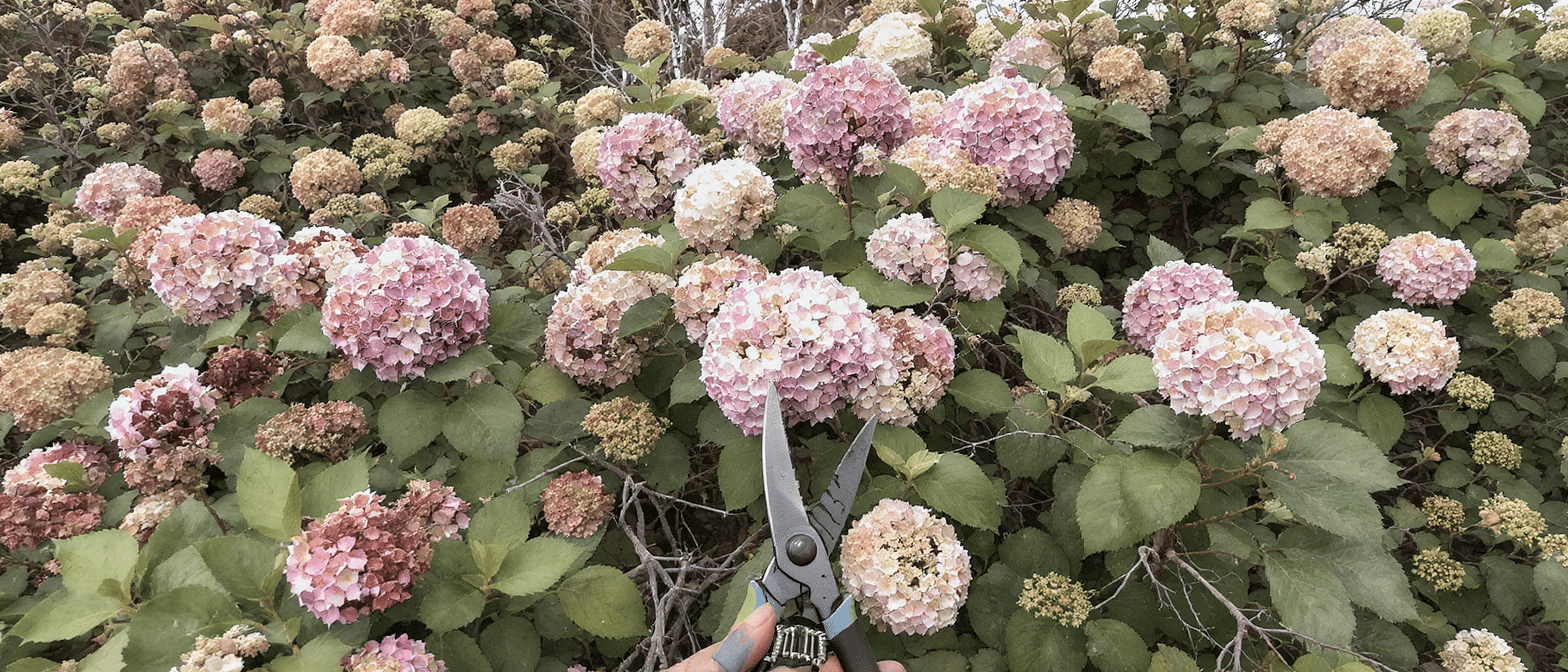 d&eacute;couvrez pourquoi tailler vos hortensias avant l&rsquo;hiver peut supprimer les bourgeons floraux et vous priver de belles fleurs au printemps.