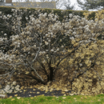 d&eacute;couvrez pourquoi tailler vos hortensias avant l&rsquo;hiver peut supprimer les bourgeons floraux et compromettre leur floraison au printemps.