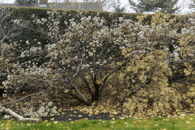 d&eacute;couvrez pourquoi tailler vos hortensias avant l&rsquo;hiver peut supprimer les bourgeons floraux et compromettre leur floraison au printemps.