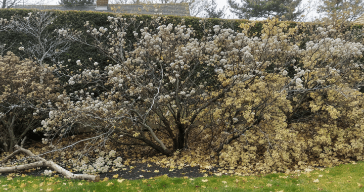 d&eacute;couvrez pourquoi tailler vos hortensias avant l&rsquo;hiver peut supprimer les bourgeons floraux et compromettre leur floraison au printemps.